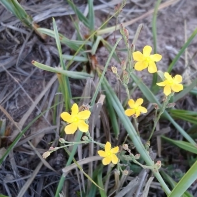 Hypericum gramineum (Small St Johns Wort) at Mount Taylor - 13 Feb 2019 by RosemaryRoth