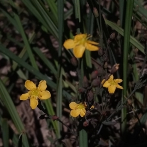 Hypericum gramineum at Torrens, ACT - 13 Feb 2019