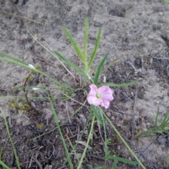 Convolvulus angustissimus subsp. angustissimus (Australian Bindweed) at Torrens, ACT - 13 Feb 2019 by RosemaryRoth