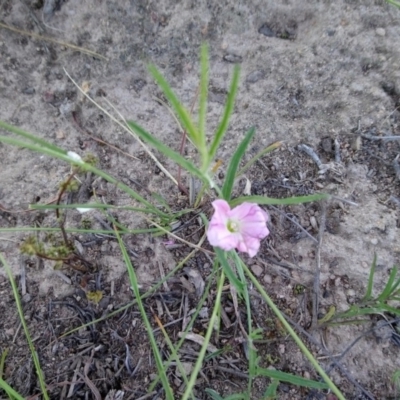 Convolvulus angustissimus subsp. angustissimus (Australian Bindweed) at Mount Taylor - 13 Feb 2019 by RosemaryRoth