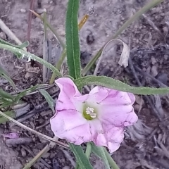 Convolvulus angustissimus subsp. angustissimus at Torrens, ACT - 13 Feb 2019