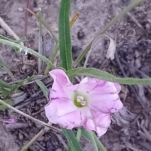 Convolvulus angustissimus subsp. angustissimus at Torrens, ACT - 13 Feb 2019