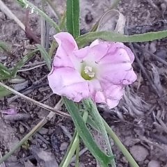 Convolvulus angustissimus subsp. angustissimus (Australian Bindweed) at Mount Taylor - 13 Feb 2019 by RosemaryRoth