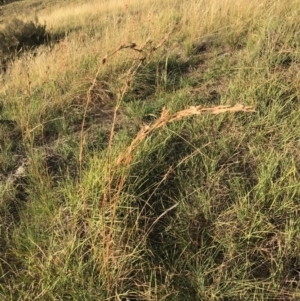 Cymbopogon refractus at Dunlop, ACT - 16 Feb 2019 06:36 PM