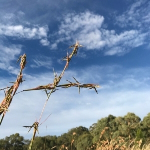 Cymbopogon refractus at Dunlop, ACT - 16 Feb 2019 06:36 PM