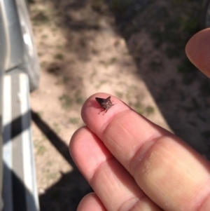 Pogonella minutus at Hereford Hall, NSW - 17 Feb 2019 10:13 AM