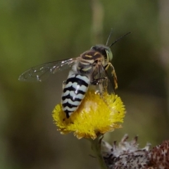 Bembix sp. (genus) (Unidentified Bembix sand wasp) at Acton, ACT - 13 Feb 2019 by DPRees125