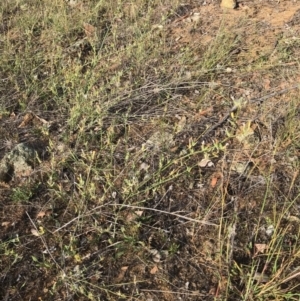 Chondrilla juncea at Dunlop, ACT - 16 Feb 2019