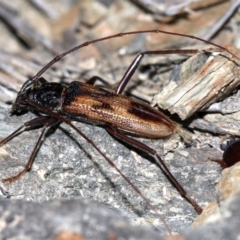 Phoracantha tricuspis (Longhorn Beetle) at Rosedale, NSW - 14 Feb 2019 by jbromilow50