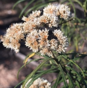 Cassinia longifolia at Burra, NSW - 17 Feb 2019