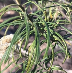 Cassinia longifolia at Burra, NSW - 17 Feb 2019 09:10 AM