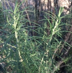 Cassinia longifolia at Burra, NSW - 17 Feb 2019 09:10 AM