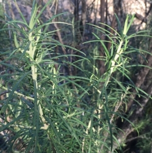 Cassinia longifolia at Burra, NSW - 17 Feb 2019 09:10 AM