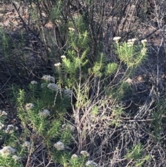 Cassinia longifolia at Burra, NSW - 17 Feb 2019