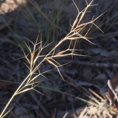 Aristida ramosa (Purple Wire Grass) at Burra, NSW - 17 Feb 2019 by Safarigirl