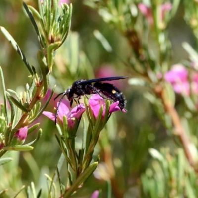 Laeviscolia frontalis (Two-spot hairy flower wasp) at Harrison, ACT - 17 Feb 2019 by DPRees125