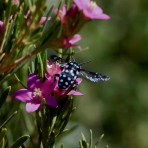 Thyreus caeruleopunctatus at Harrison, ACT - 17 Feb 2019