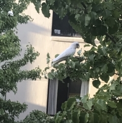 Cacatua sanguinea (Little Corella) at Bruce, ACT - 17 Feb 2019 by clamb33