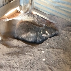 Vombatus ursinus (Common wombat, Bare-nosed Wombat) at Burra, NSW - 17 Feb 2019 by KL