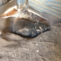 Vombatus ursinus (Bare-nosed Wombat) at Burra, NSW - 17 Feb 2019 by KL