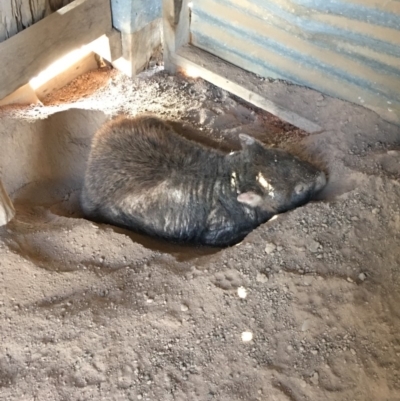 Vombatus ursinus (Common wombat, Bare-nosed Wombat) at Googong Foreshore - 17 Feb 2019 by KL