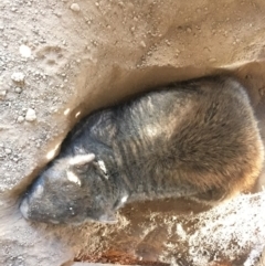 Vombatus ursinus at Burra, NSW - 17 Feb 2019