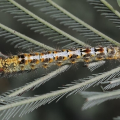 Acyphas semiochrea (Omnivorous Tussock Moth) at Latham, ACT - 16 Feb 2019 by AlisonMilton