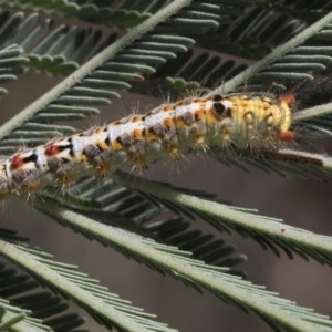 Acyphas semiochrea at Latham, ACT - 17 Feb 2019 09:14 AM