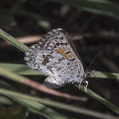 Lucia limbaria (Chequered Copper) at Umbagong District Park - 16 Feb 2019 by Alison Milton