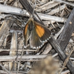 Lucia limbaria at Latham, ACT - 17 Feb 2019 09:27 AM