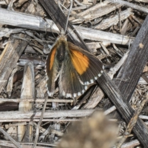 Lucia limbaria at Latham, ACT - 17 Feb 2019 09:27 AM