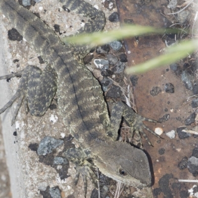 Intellagama lesueurii howittii (Gippsland Water Dragon) at Umbagong District Park - 15 Feb 2019 by AlisonMilton