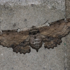 Pholodes sinistraria (Sinister or Frilled Bark Moth) at Umbagong District Park - 15 Feb 2019 by AlisonMilton