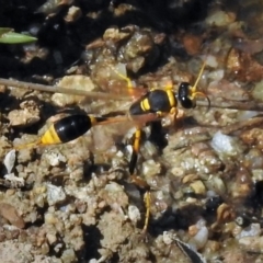 Sceliphron laetum (Common mud dauber wasp) at Tharwa, ACT - 17 Feb 2019 by JohnBundock