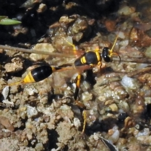 Sceliphron laetum at Tharwa, ACT - 17 Feb 2019