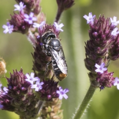 Megachile (Hackeriapis) oblonga (A Megachild bee) at Latham, ACT - 15 Feb 2019 by Alison Milton