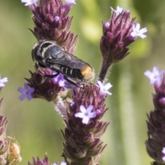 Megachile (Hackeriapis) oblonga at Latham, ACT - 15 Feb 2019