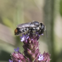 Megachile (Hackeriapis) oblonga at Latham, ACT - 15 Feb 2019