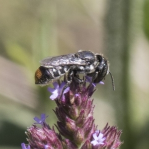 Megachile (Hackeriapis) oblonga at Latham, ACT - 15 Feb 2019