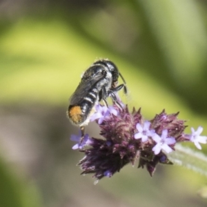 Megachile (Hackeriapis) oblonga at Latham, ACT - 15 Feb 2019 01:42 PM