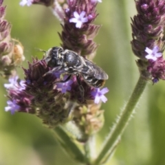 Megachile (Hackeriapis) oblonga at Latham, ACT - 15 Feb 2019