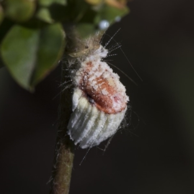 Icerya purchasi (Cottony cushion scale) at Latham, ACT - 16 Feb 2019 by Alison Milton