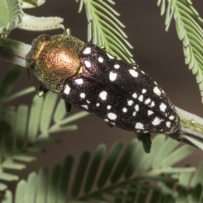 Diphucrania leucosticta (White-flecked acacia jewel beetle) at Umbagong District Park - 16 Feb 2019 by Alison Milton