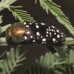 Diphucrania leucosticta at Macgregor, ACT - 17 Feb 2019 10:14 AM