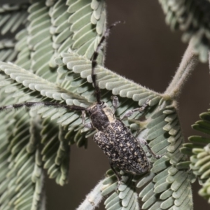 Ancita sp. (genus) at Macgregor, ACT - 17 Feb 2019 10:17 AM