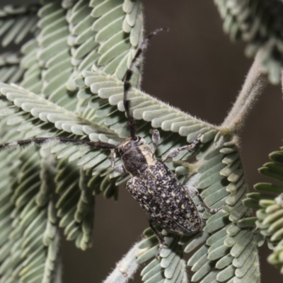 Ancita sp. (genus) (Longicorn or longhorn beetle) at Umbagong District Park - 16 Feb 2019 by AlisonMilton