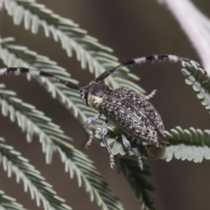 Ancita sp. (genus) at Macgregor, ACT - 17 Feb 2019 10:17 AM