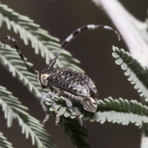 Ancita sp. (genus) at Macgregor, ACT - 17 Feb 2019 10:17 AM