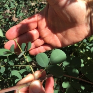 Goodia lotifolia at Hereford Hall, NSW - 17 Feb 2019 12:00 AM