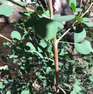 Goodia lotifolia at Hereford Hall, NSW - 17 Feb 2019 12:00 AM